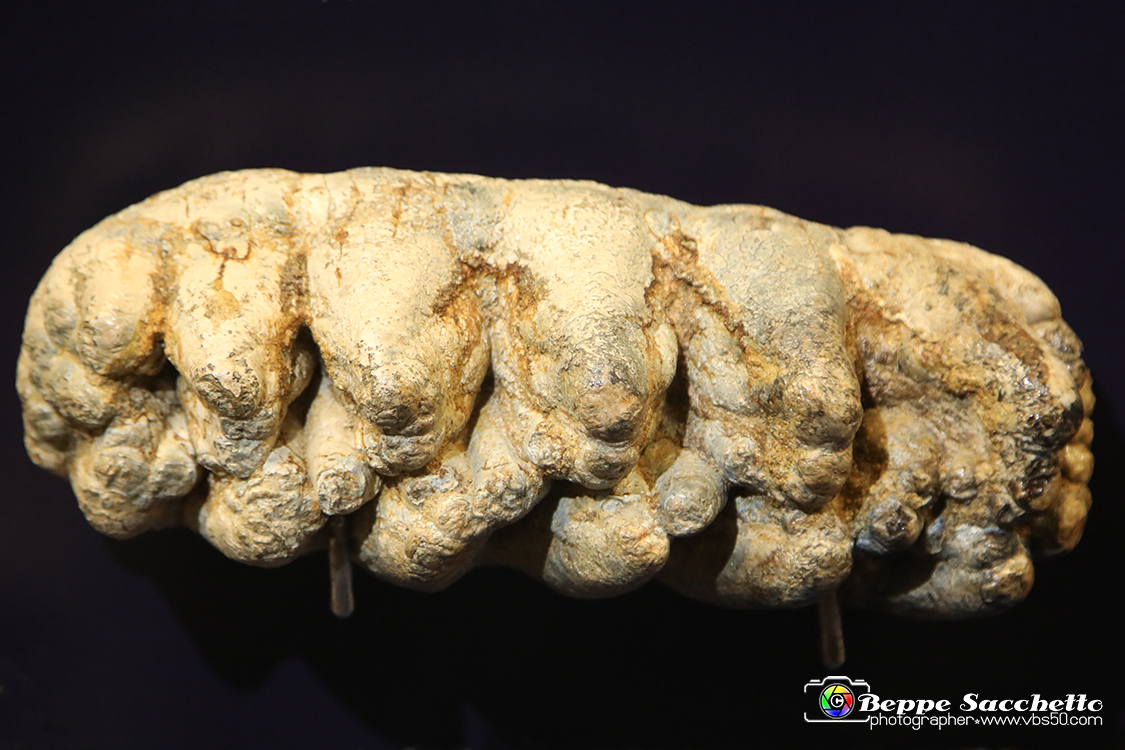 VBS_9097 - Museo Paleontologico - Asti.jpg